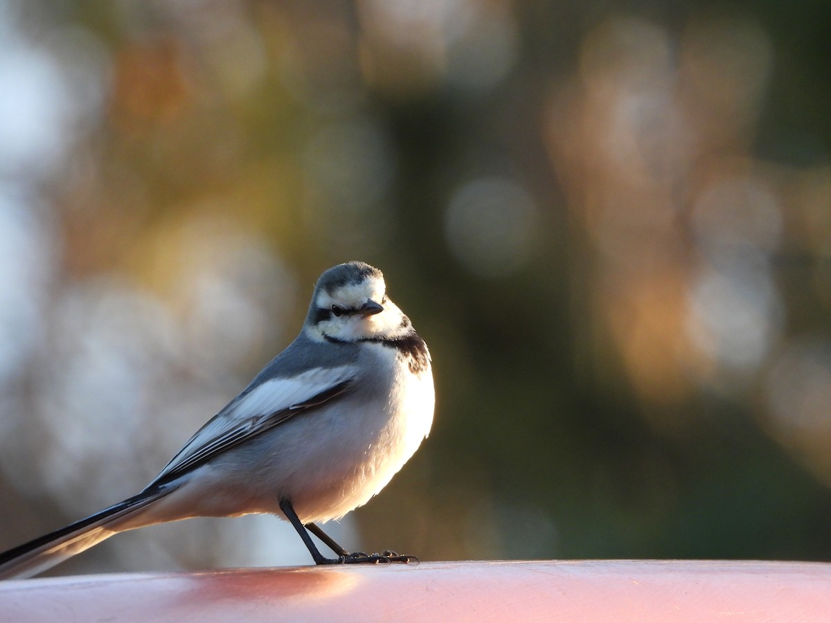 White Wagtail - ML646771568
