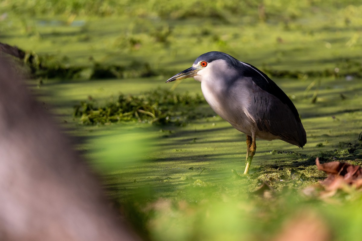 Black-crowned Night Heron - ML646771570