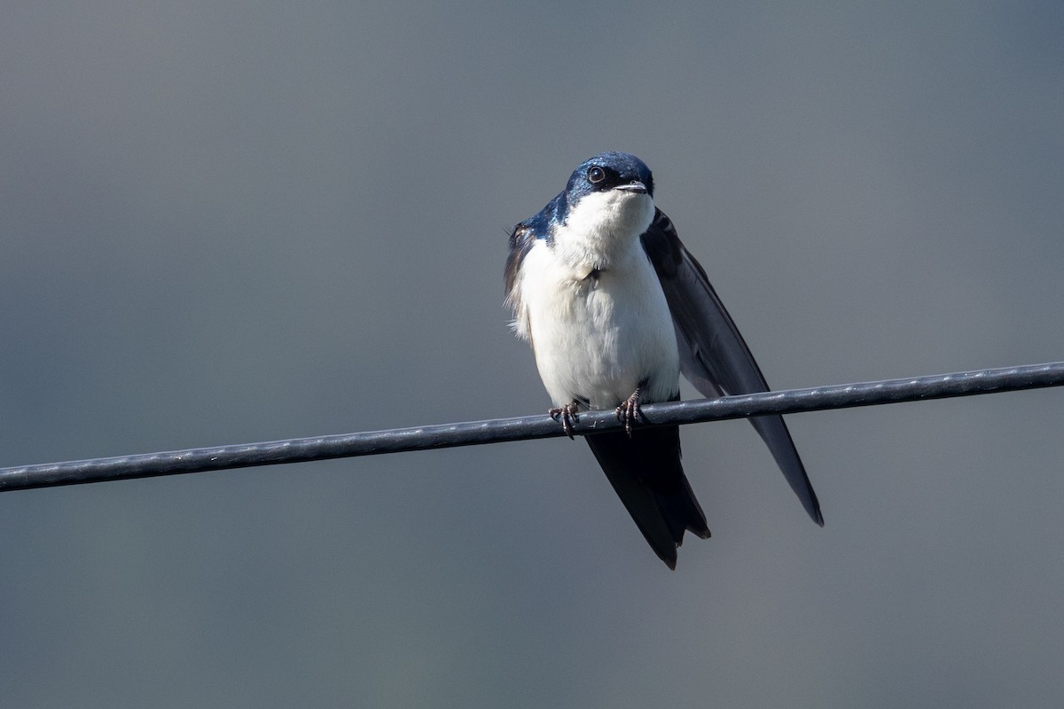 Ластовиця патагонська - ML646771577