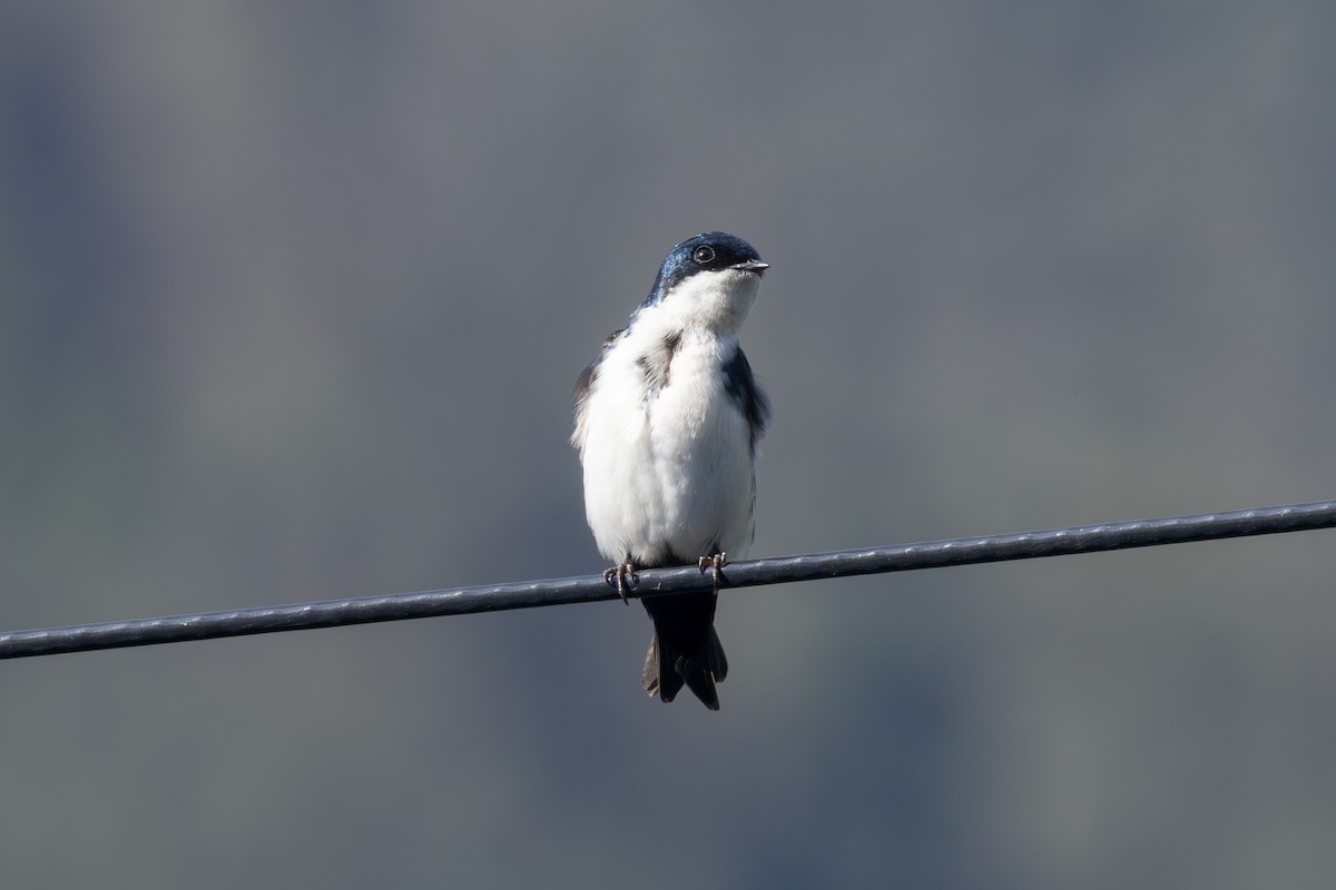 Ластовиця патагонська - ML646771578