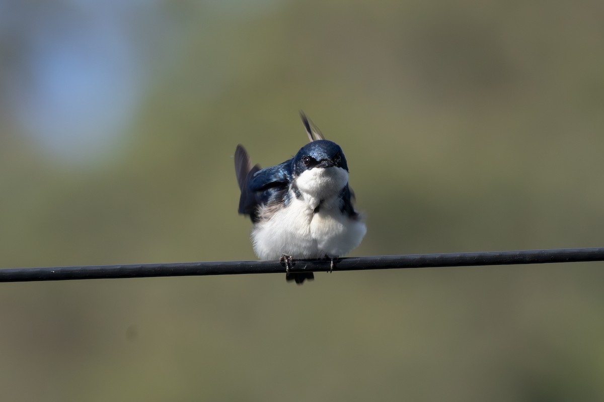 Ластовиця патагонська - ML646771580