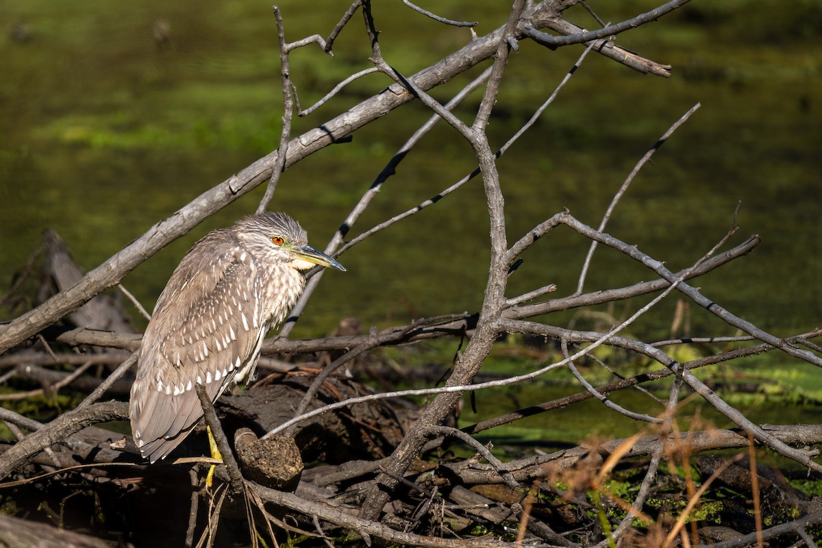 Black-crowned Night Heron - ML646771581