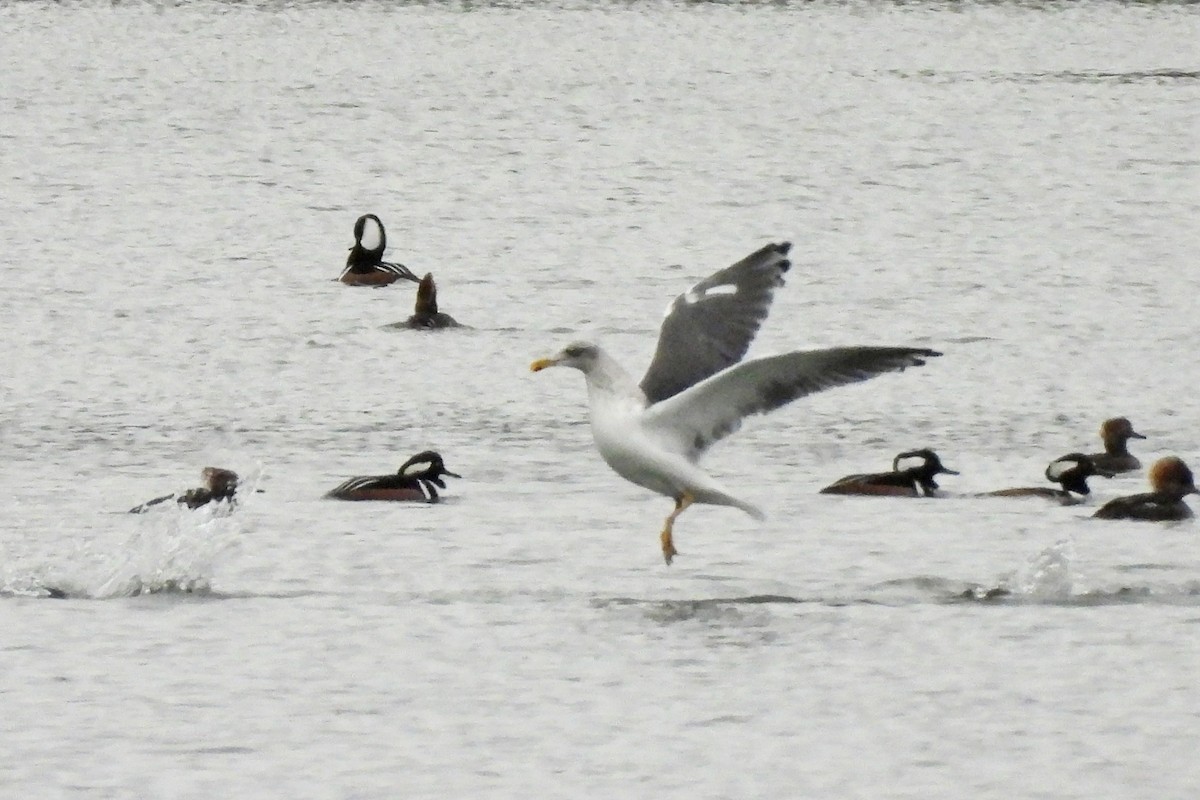 Gaviota Sombría - ML646771582