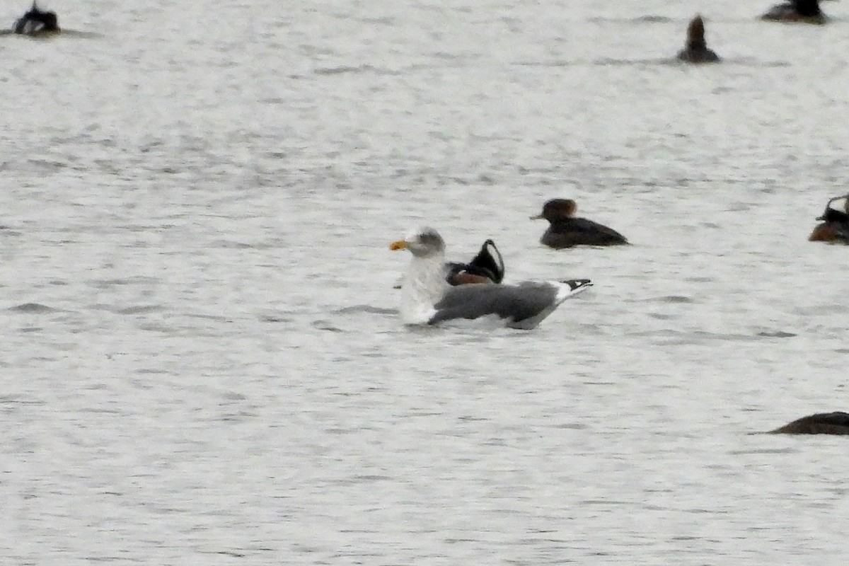 Gaviota Sombría - ML646771583