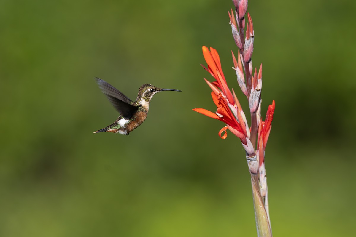Колібрі-іскринка білочеревий - ML646771585