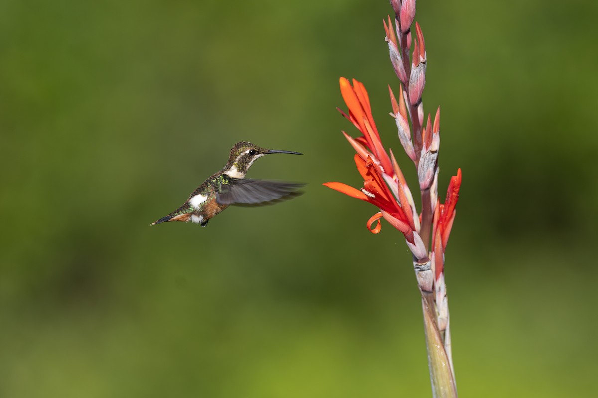 Колібрі-іскринка білочеревий - ML646771586