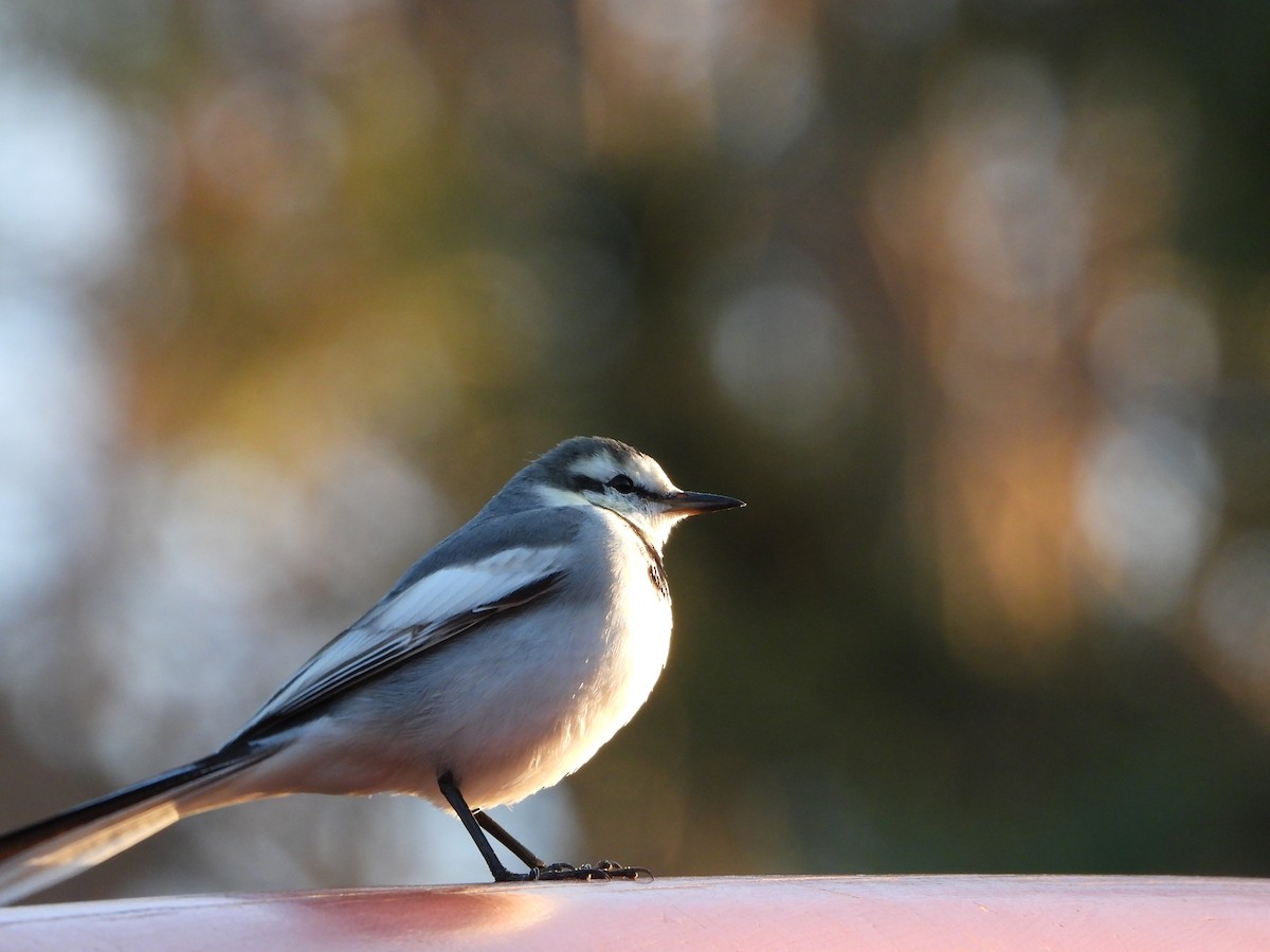 White Wagtail - ML646771587