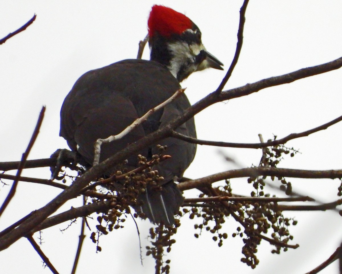 Pileated Woodpecker - ML646771588