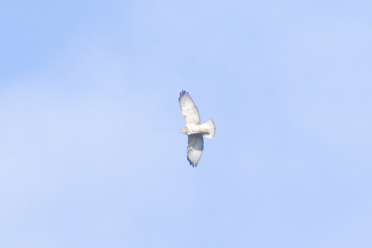 Канюк ширококрилий - ML646771589