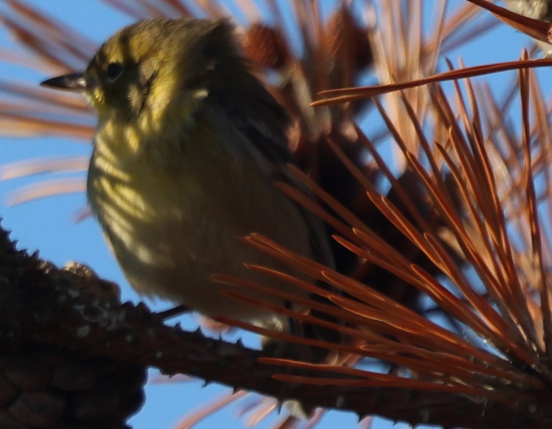 Reinita del Pinar - ML646771590