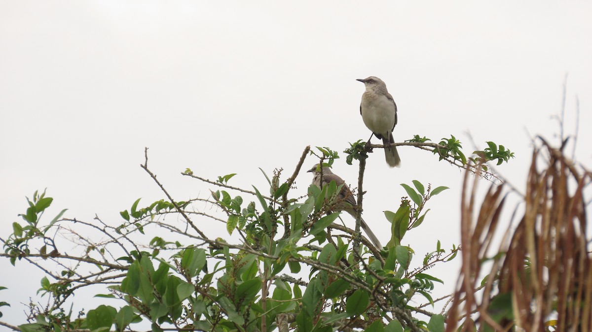 Tropikal Taklitçi - ML646771592