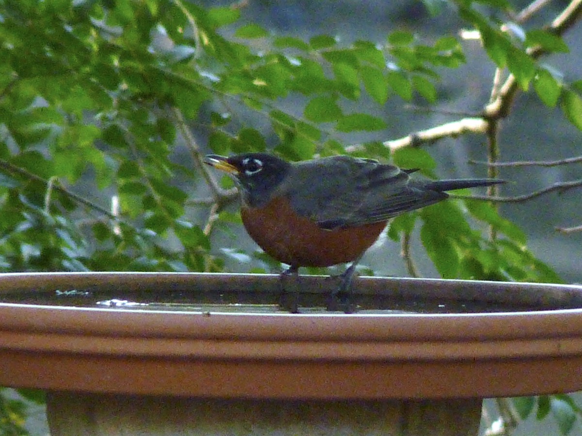 American Robin - ML646771598