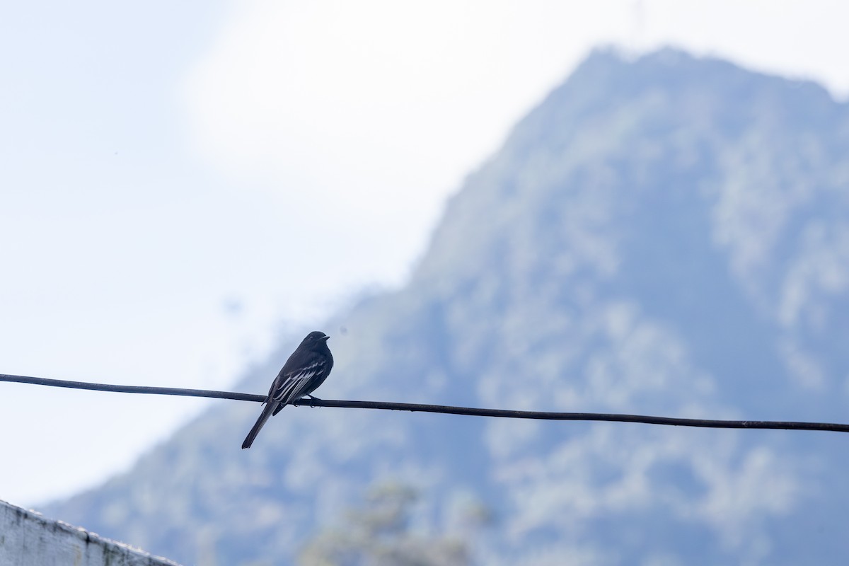 Феб чорний - ML646771599