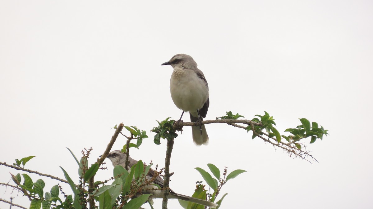 Tropikal Taklitçi - ML646771600