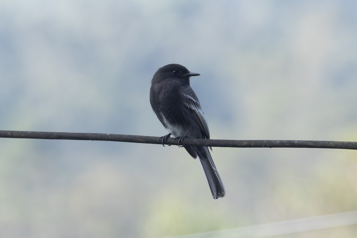 Феб чорний - ML646771601