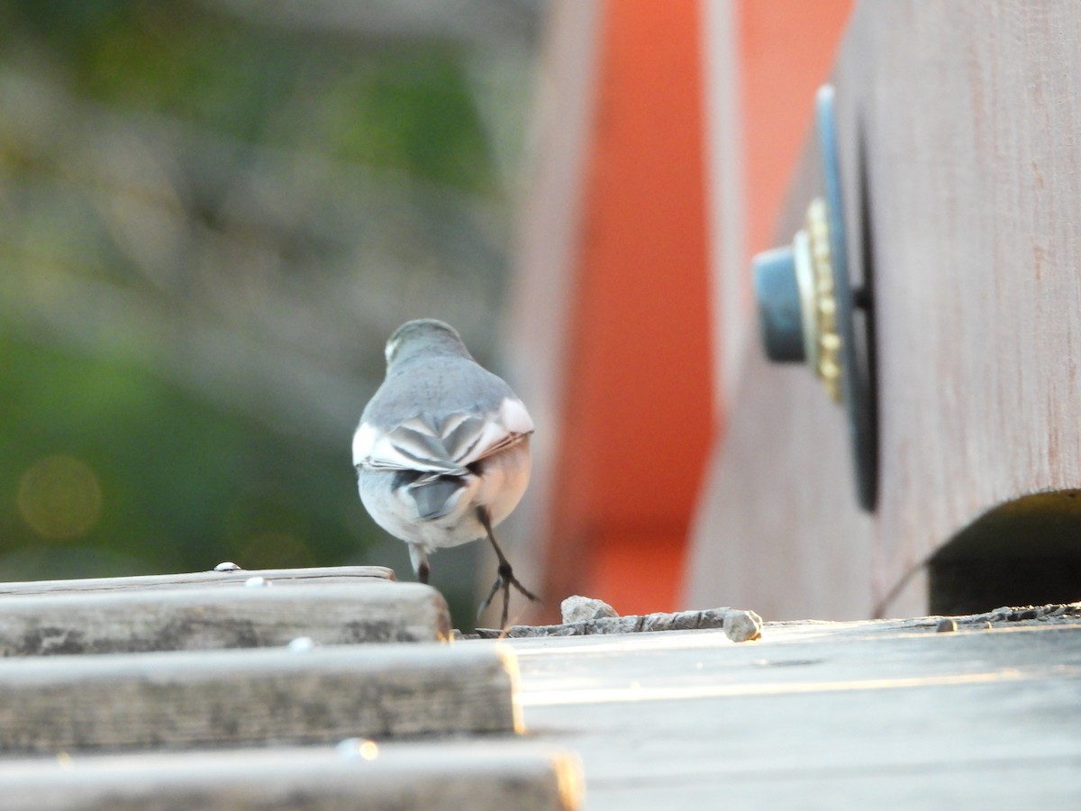 White Wagtail - ML646771602