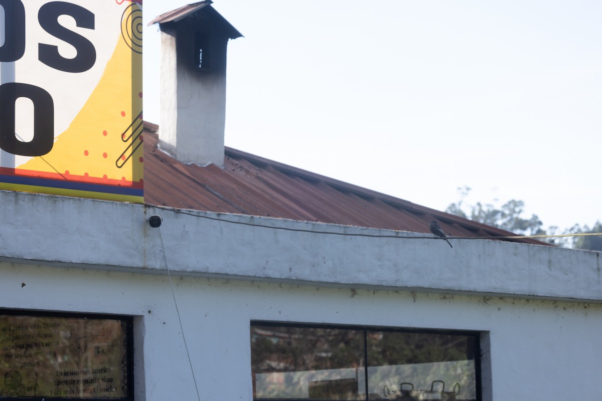 Феб чорний - ML646771603