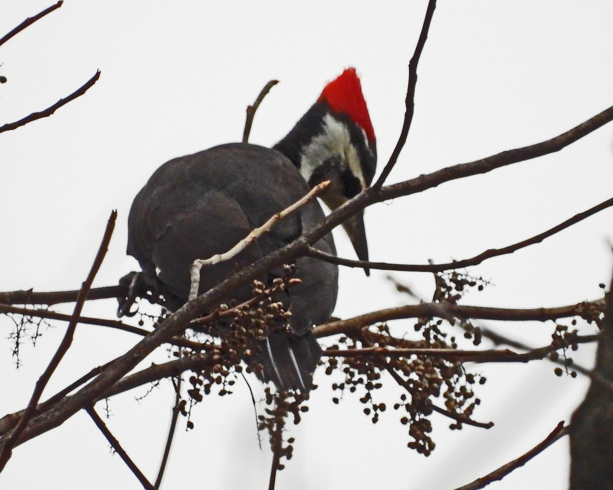 Pileated Woodpecker - ML646771604