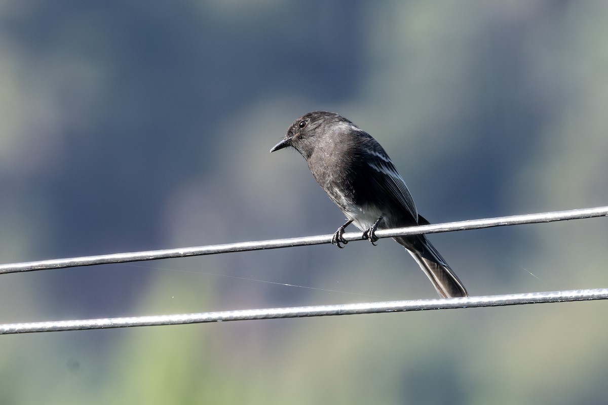 Феб чорний - ML646771605