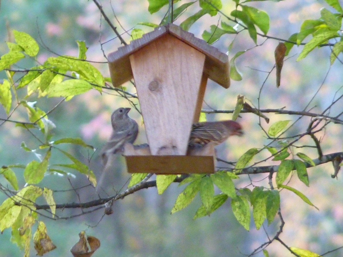 House Finch - ML646771606