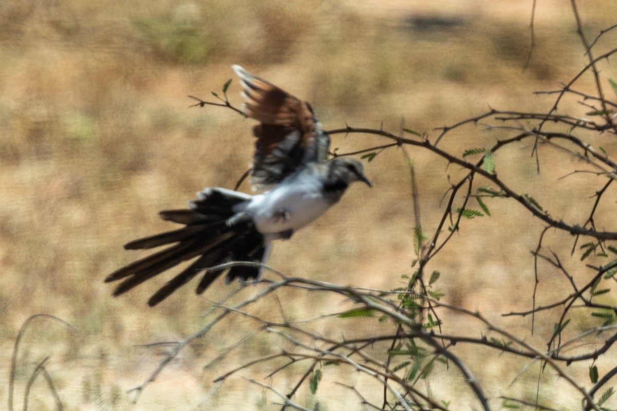 Капская горлица - ML646771607