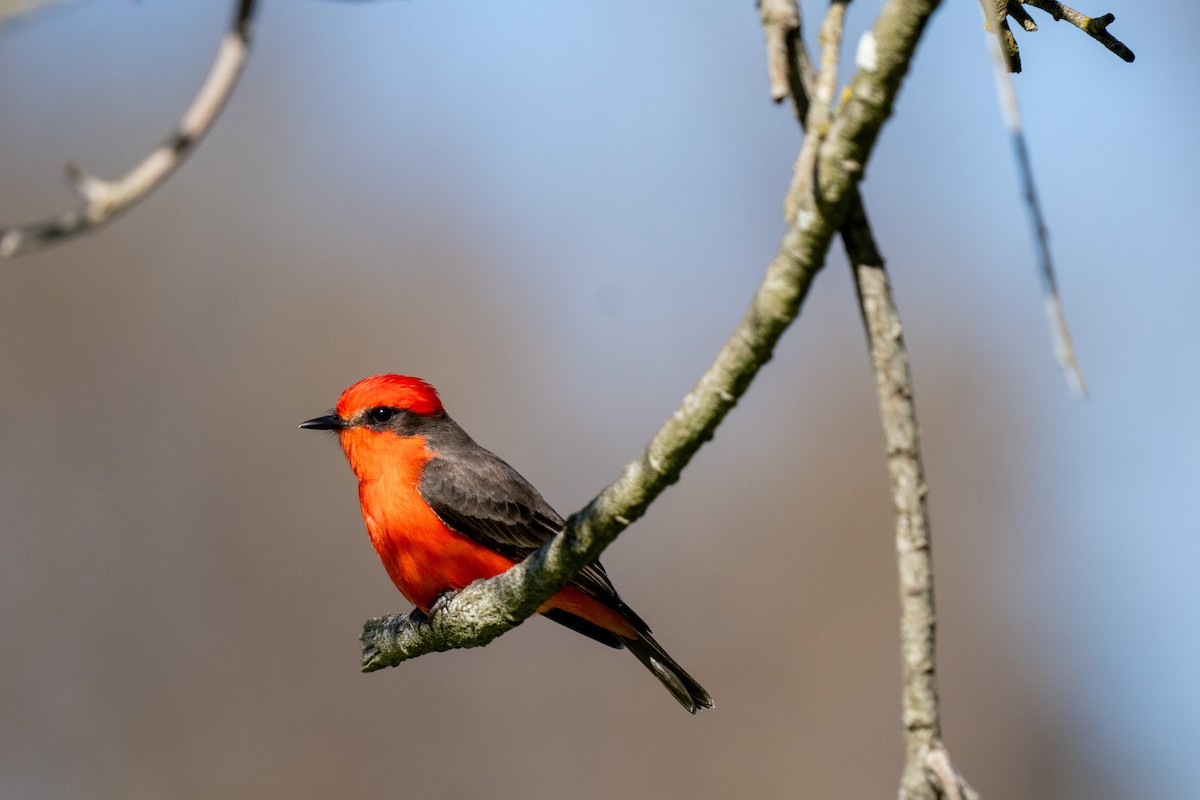 Vermilion Flycatcher - ML646771608