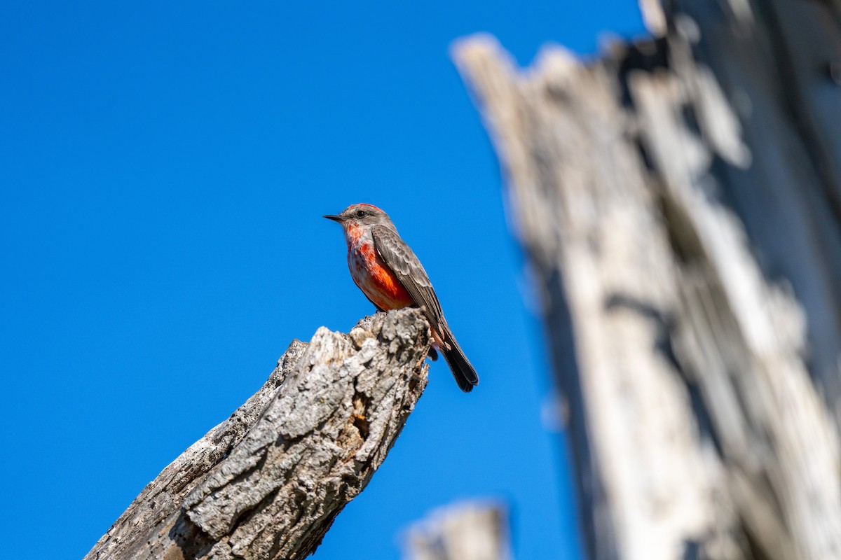Vermilion Flycatcher - ML646771609
