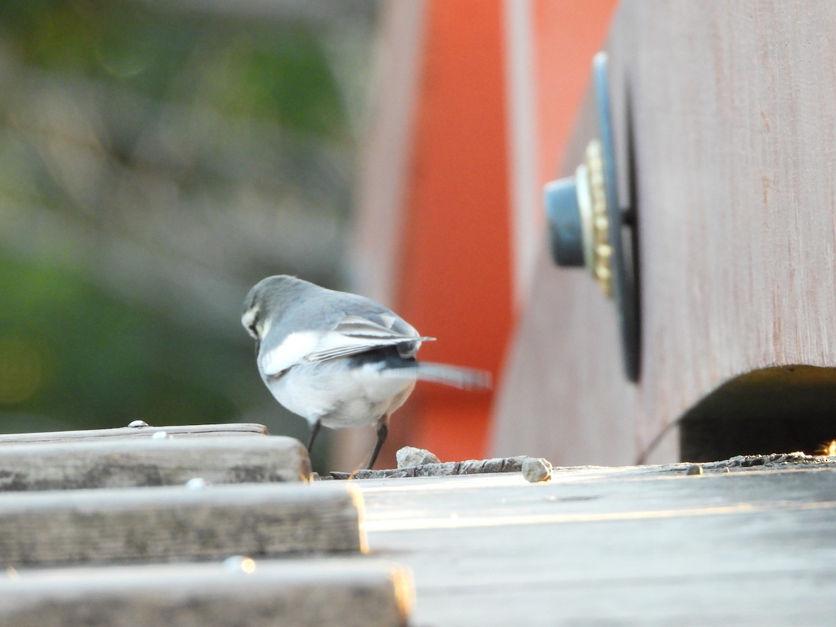 White Wagtail - ML646771615