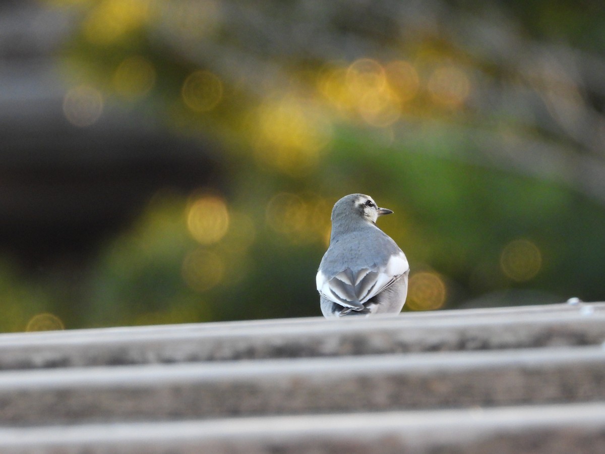 White Wagtail - ML646771619