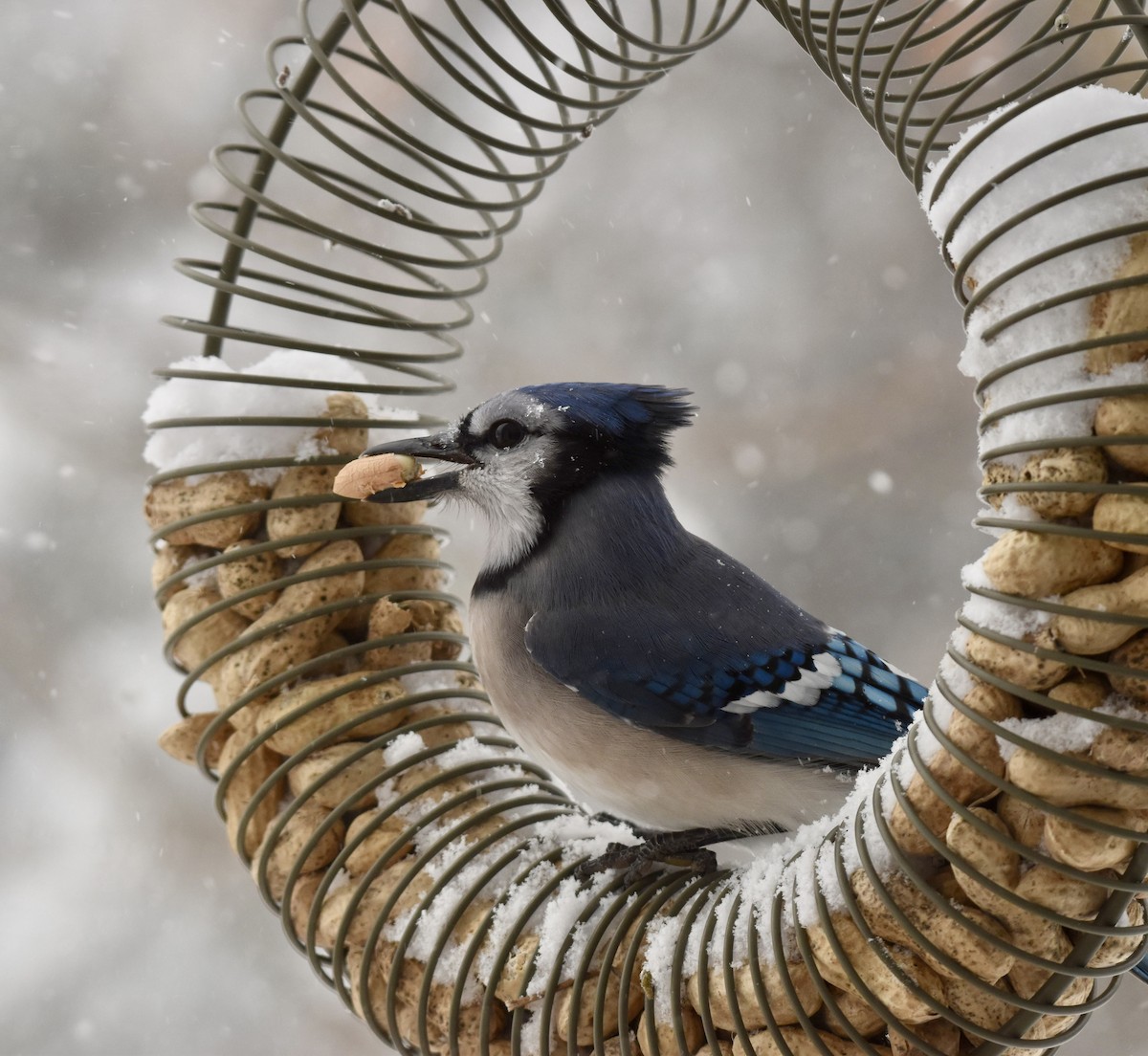 Blue Jay - ML646771627