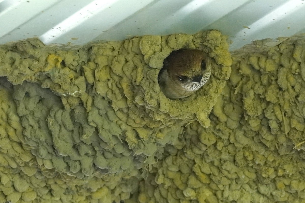 Fairy Martin - ML646771628