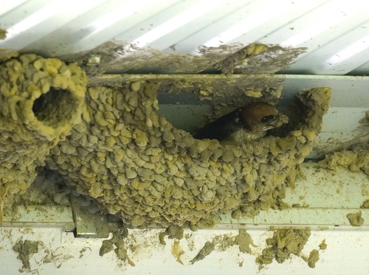 Fairy Martin - ML646771629