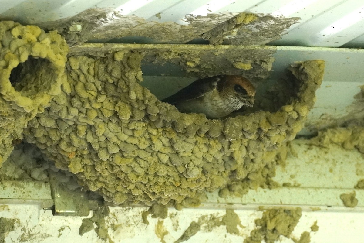 Fairy Martin - ML646771630