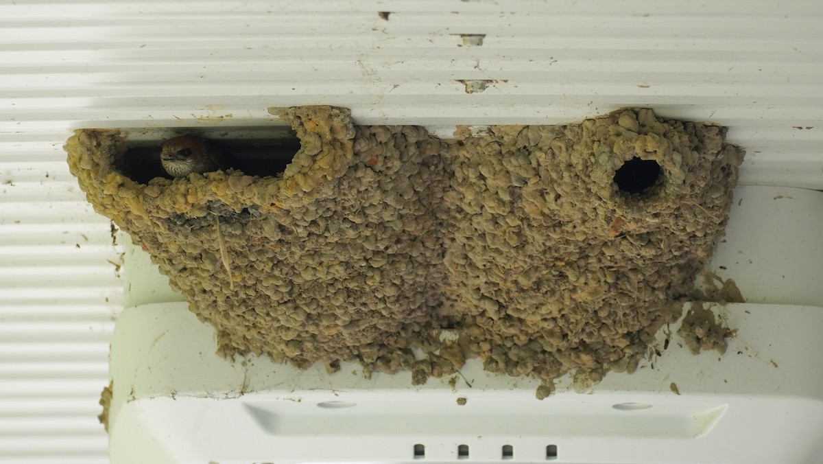 Fairy Martin - ML646771631