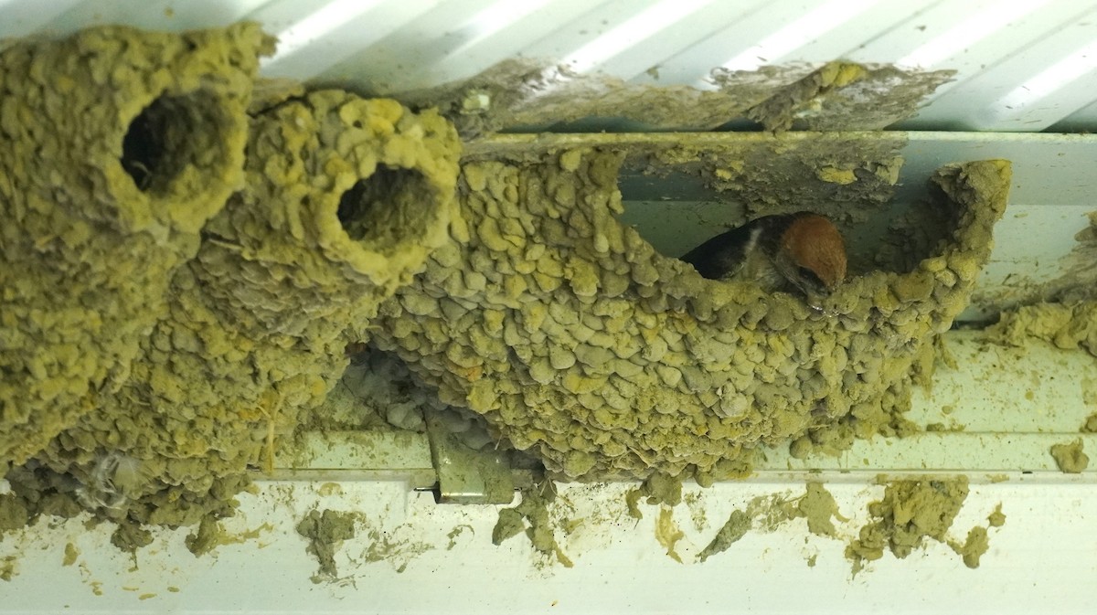 Fairy Martin - ML646771632