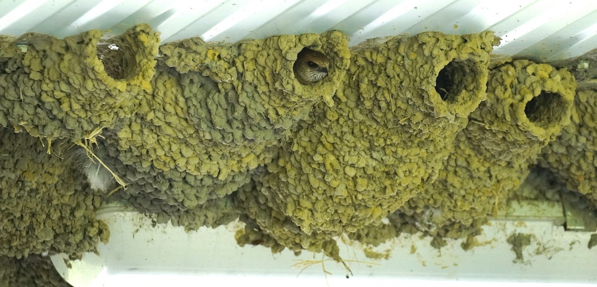 Fairy Martin - ML646771633