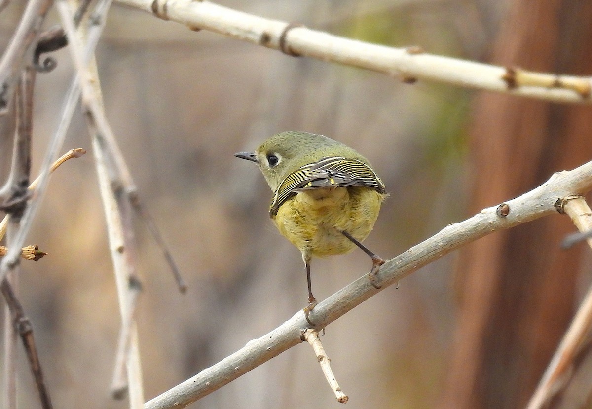 Erregetxo mottogorria - ML646771635