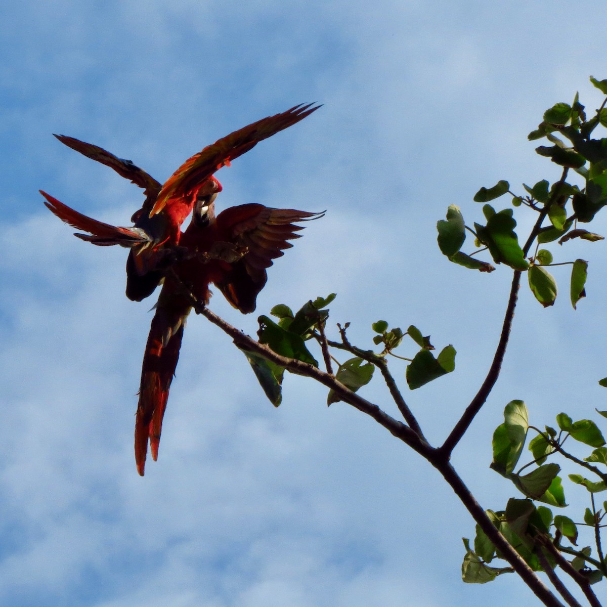 Karmen Rengi Ara - ML646771636