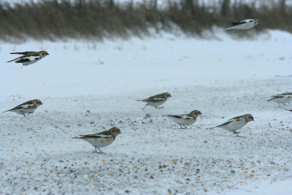Snow Bunting - ML646771638