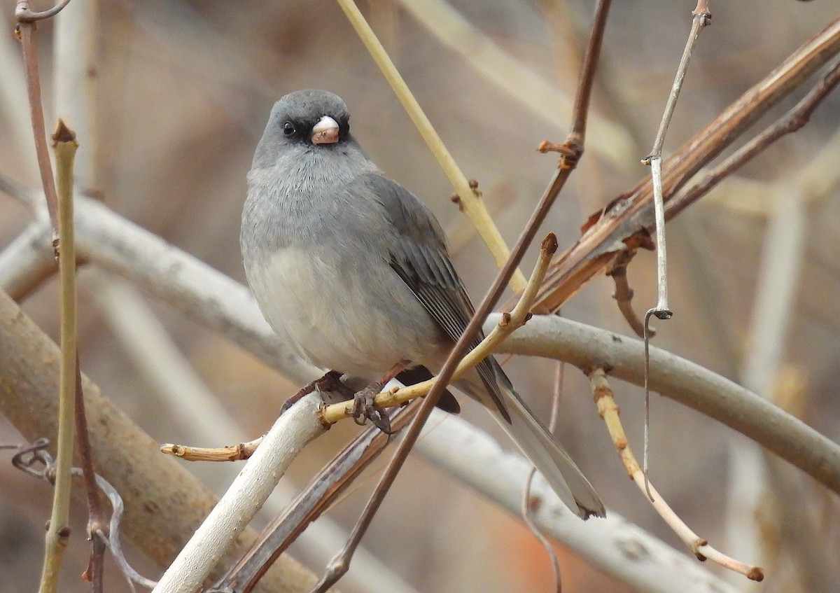 Dark-eyed Junco (Gray-headed) - ML646771640