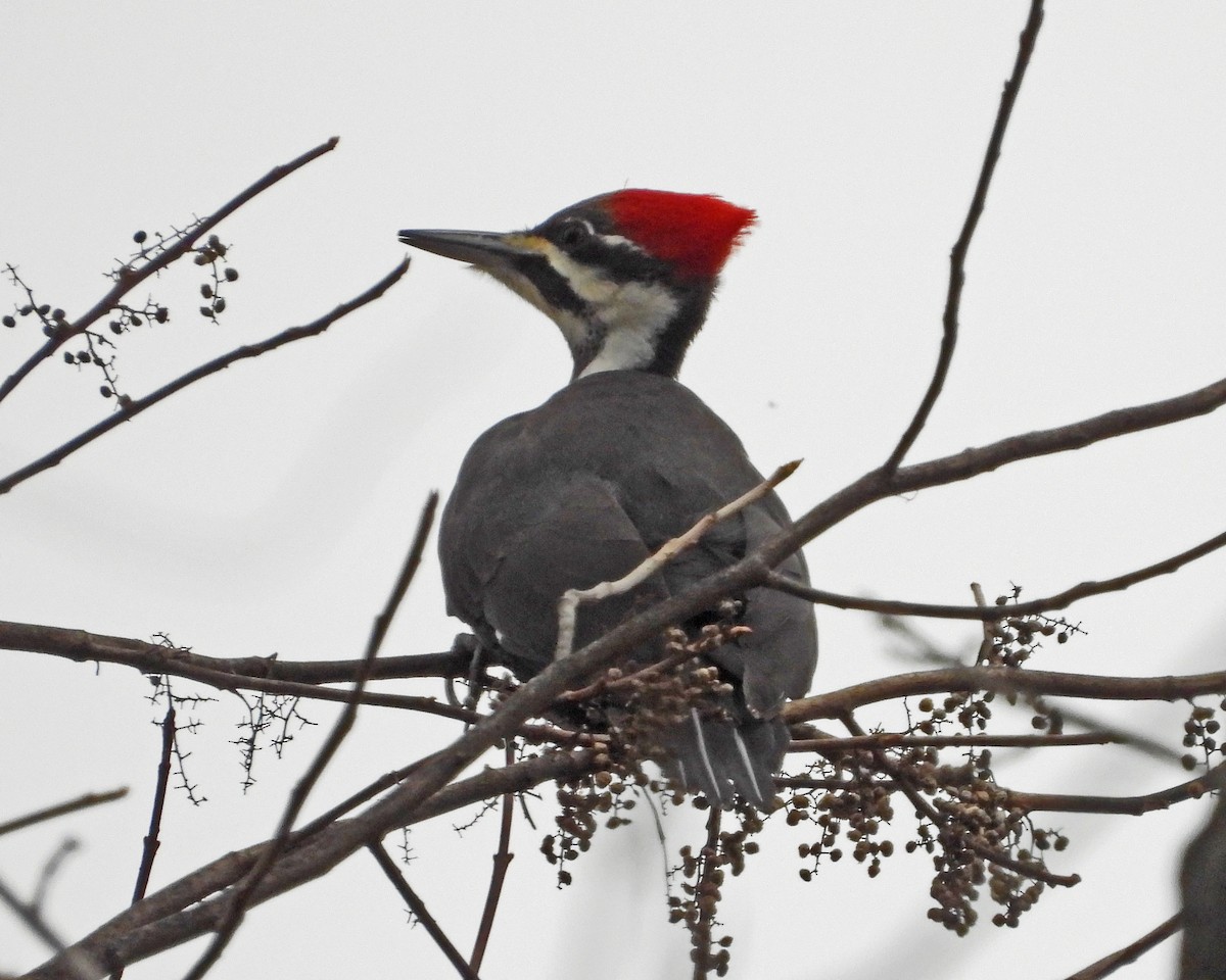 Pileated Woodpecker - ML646771643