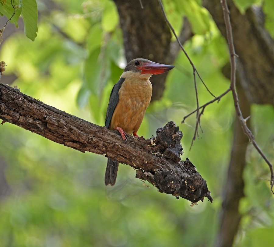 Stork-billed Kingfisher - ML646771644