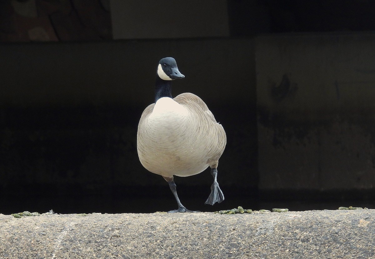 Branta kanadar handia - ML646771645