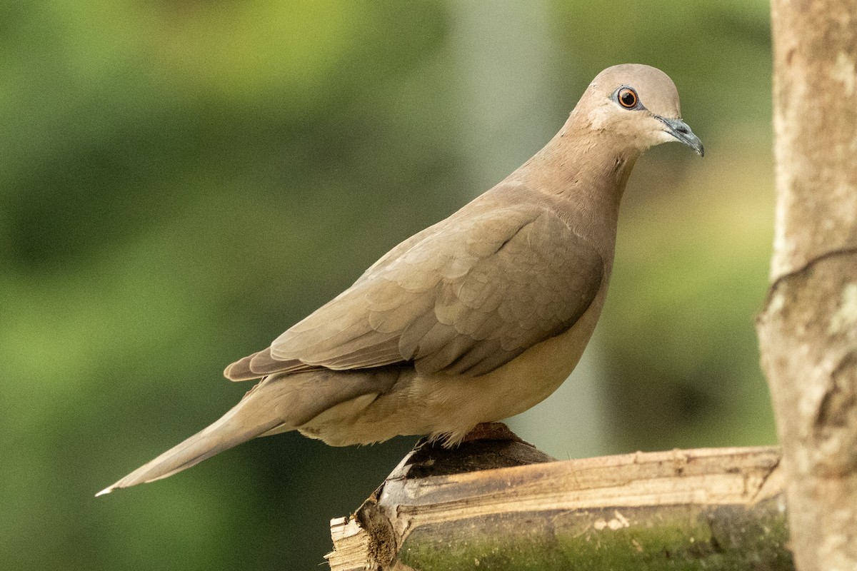 Colombe de Verreaux (groupe verreauxi) - ML646771646