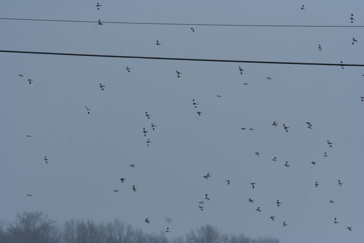 Snow Bunting - ML646771647