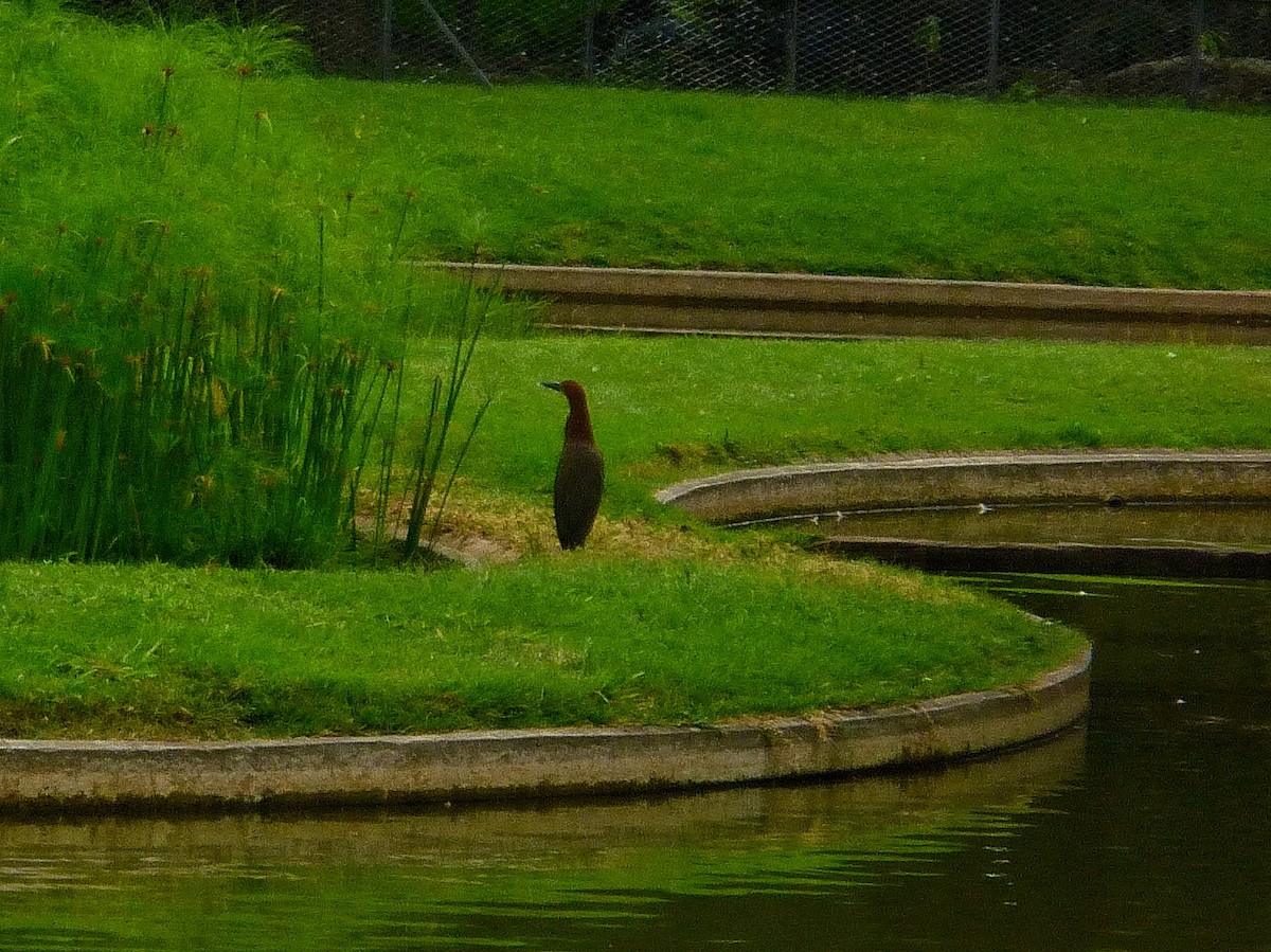 Rufescent Tiger-Heron - ML646771648