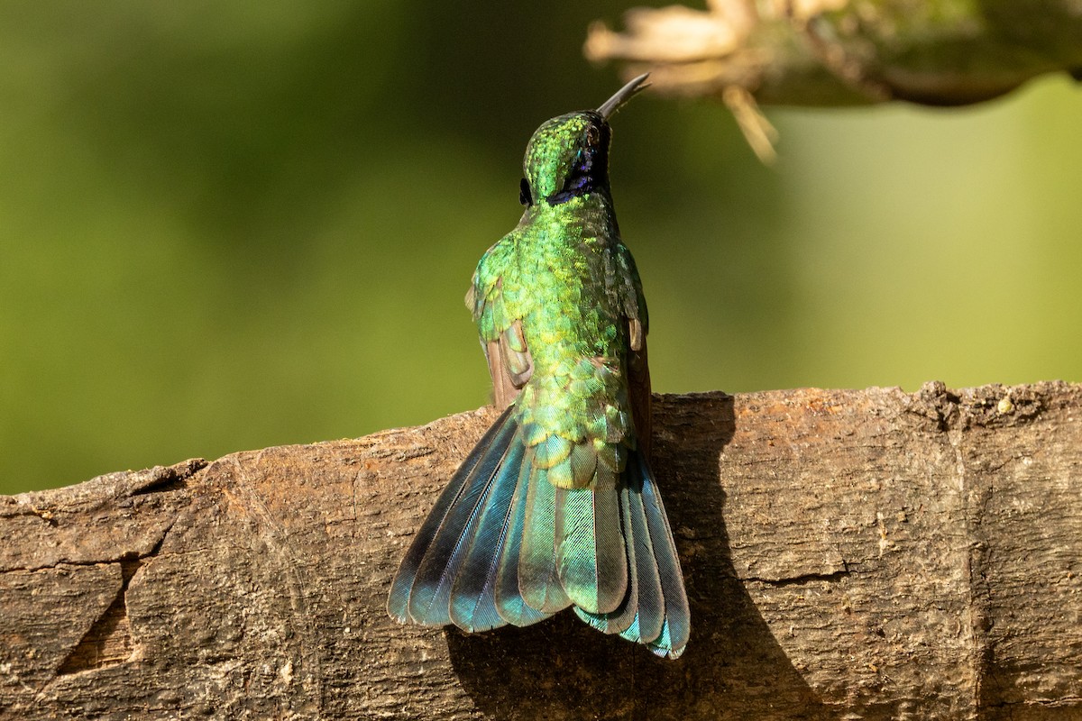 Colibri d'Anaïs - ML646771652