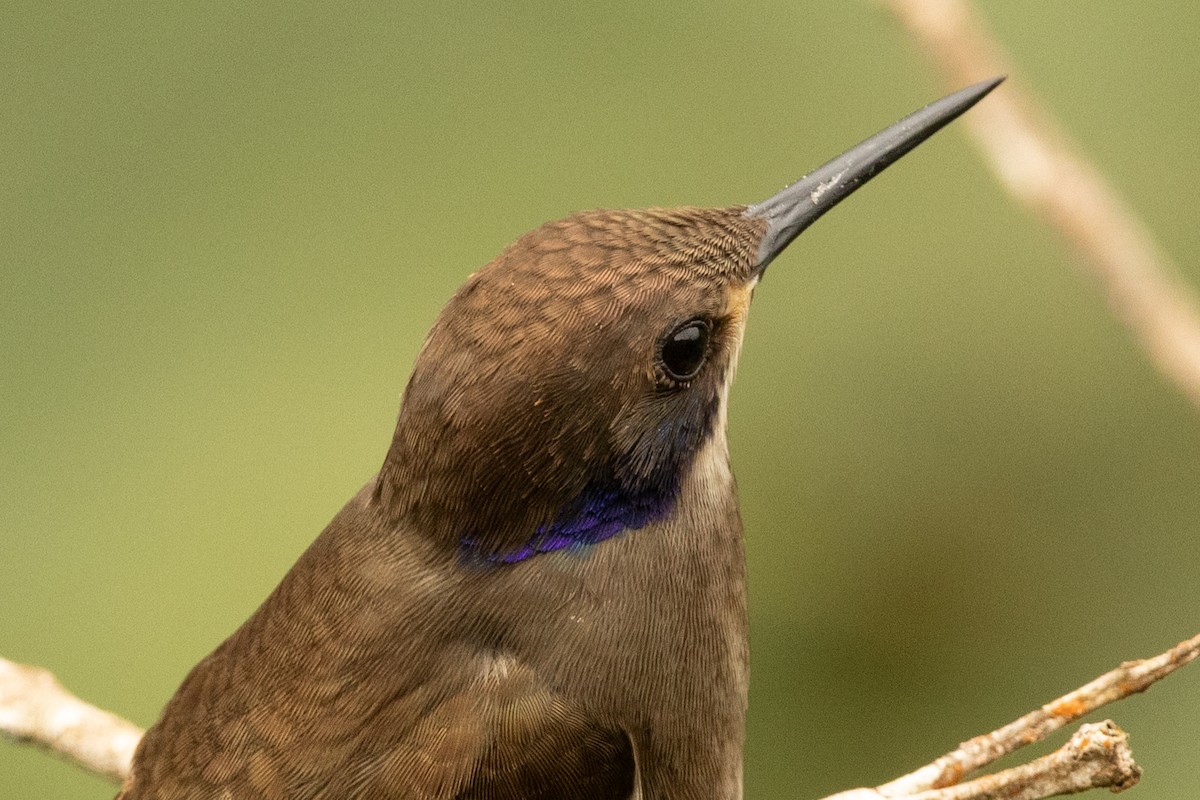Colibri de Delphine - ML646771653