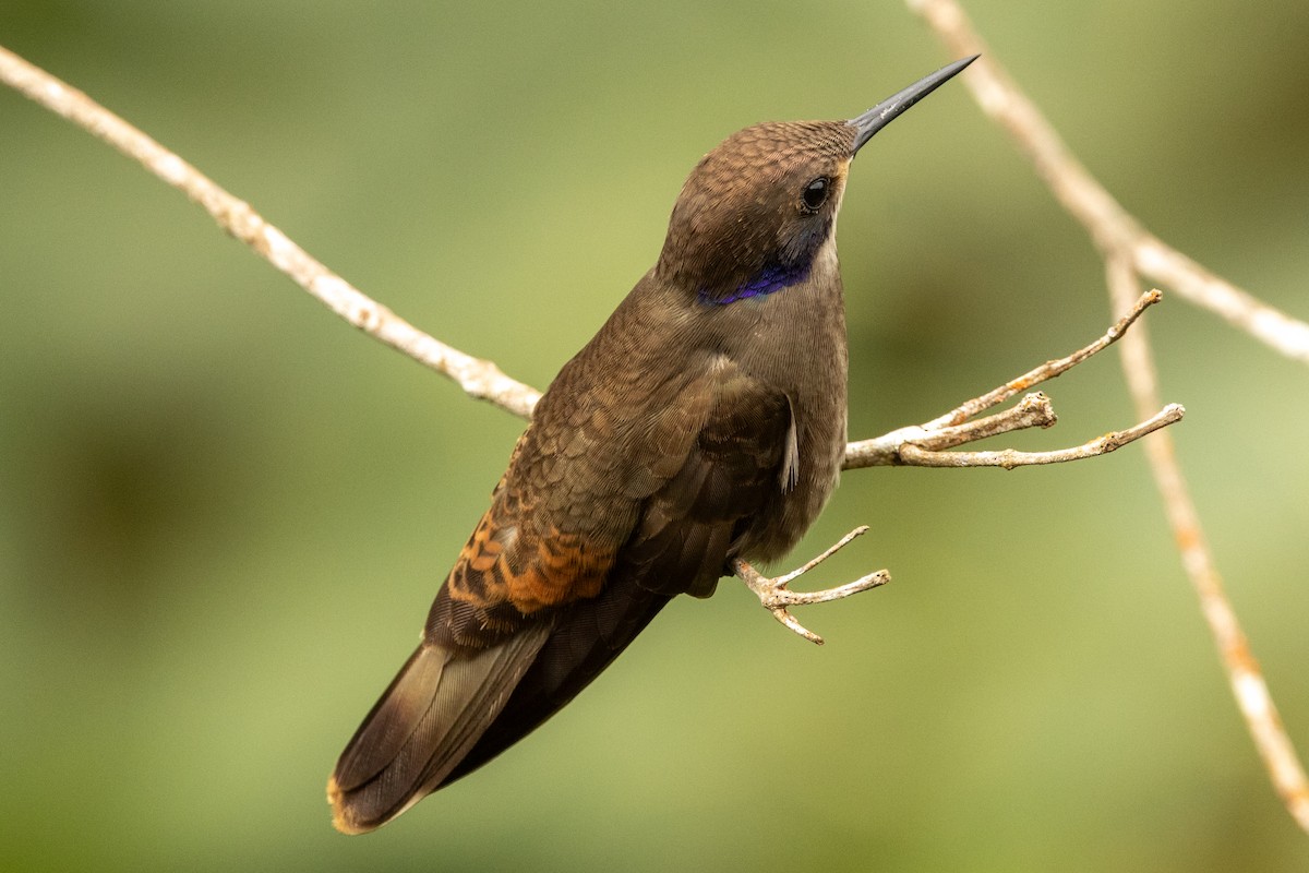 Colibri de Delphine - ML646771654