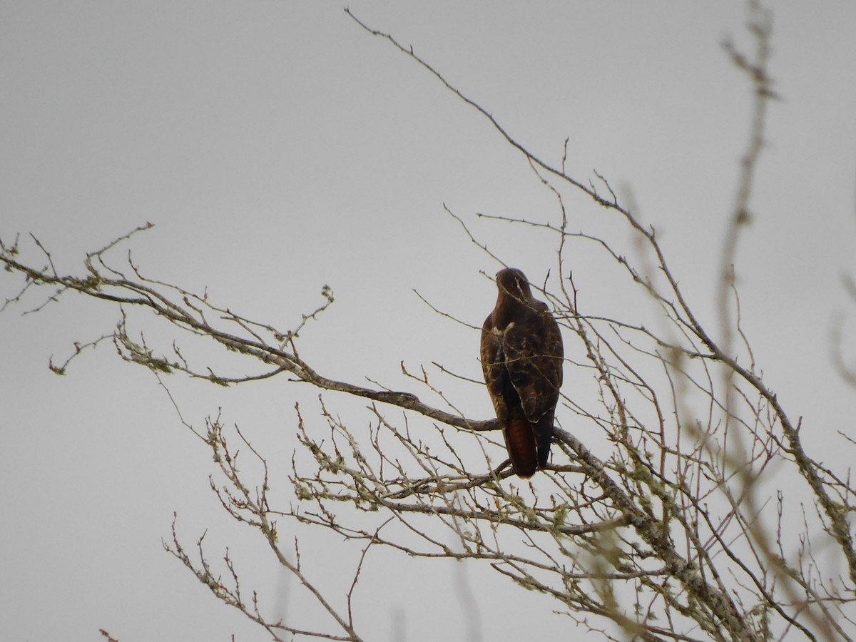 Red-tailed Hawk - ML646771655